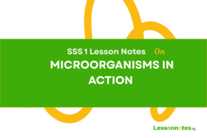 Microoraganisms In Action