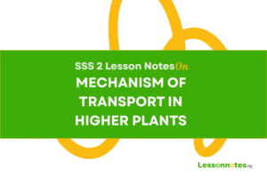 Mechanism Of Transportation In Higher Mammals