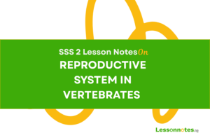 Reproductive System In Vertebrates