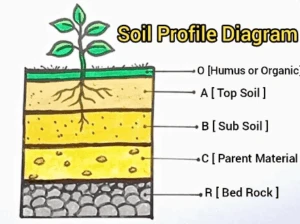 Soil profile