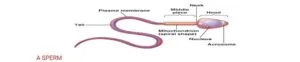 Structure of a sperm cell