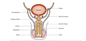 Male reproductive system of a mammal