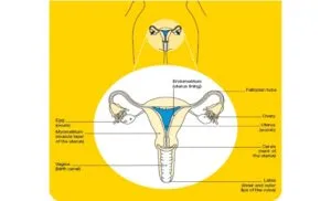 Female reproductive system of a mammal