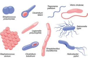 Bacteria