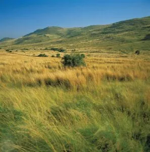 Grassland (savanna) habitat