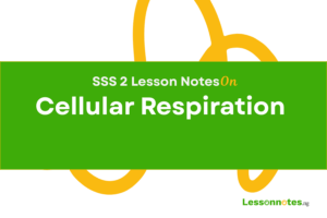 Cellular Respiration