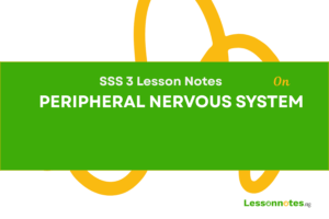 Peripheral Nervous System