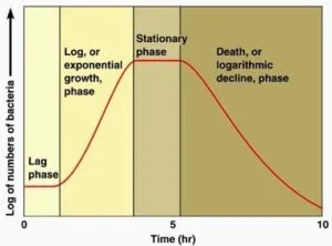 Step-like growth curve of an insect