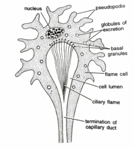 Diagram of a flame cell in a flatworm