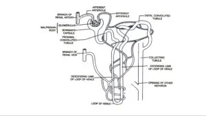 Diagram of a nephron