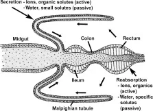 Diagram of a Malpighian tubule in an insect