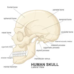 Human skull, lateral view