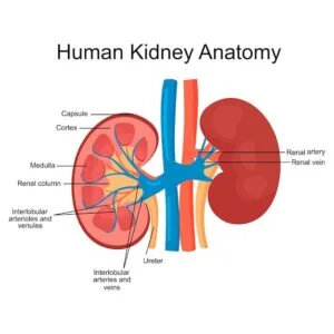 Diagram of the kidney