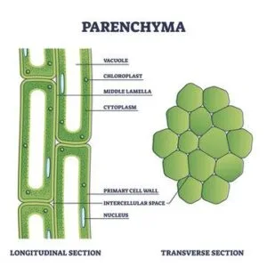 Parenchyma tissue