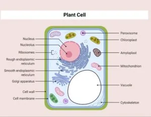 Structure of a typical plant cell