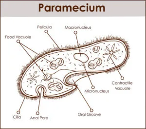 Structure of Paramecium caudatum