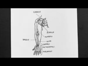 Pectoral girdle