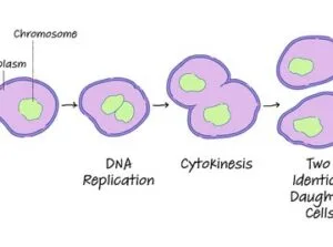 Diagram showing binary fission
