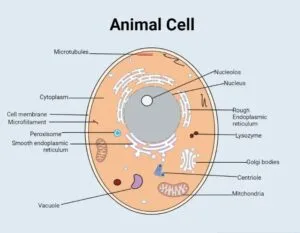 Structure of a typical animal cell