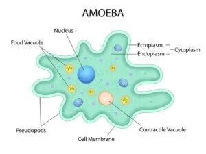 Diagram of an amoeba