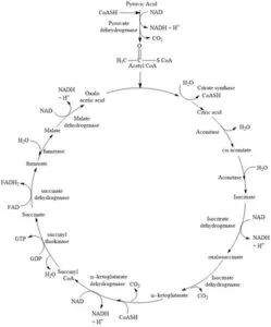 Diagram of the Krebs cycle