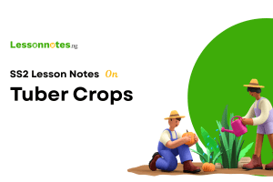 Tuber Crops