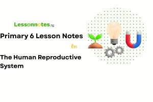 The Human Reproductive System