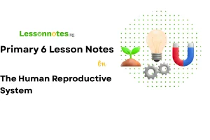 The Human Reproductive System