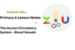 The Human Circulatory System - Blood Vessels