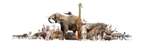 Group of big animals standing together, including an elephant, a giraffe and a rhino, with smaller animals in front