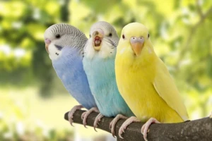 Three budgies, one blue, one turquoise and one yellow, perched on a branch, shown as examples of tsuntsu (bird)