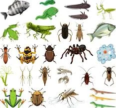 Collection of small creatures including frogs, grasshoppers, beetles, a spider, lizards, fish and a mosquito