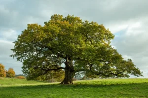 Tree (Osisi)